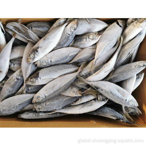 Frozen Fish Frozen Horse Mackerel Fresh Frozen Fish Trachurus Japonicus Horse Mackerel Manufactory